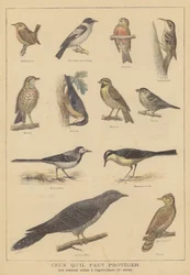Birds beneficial to agriculture